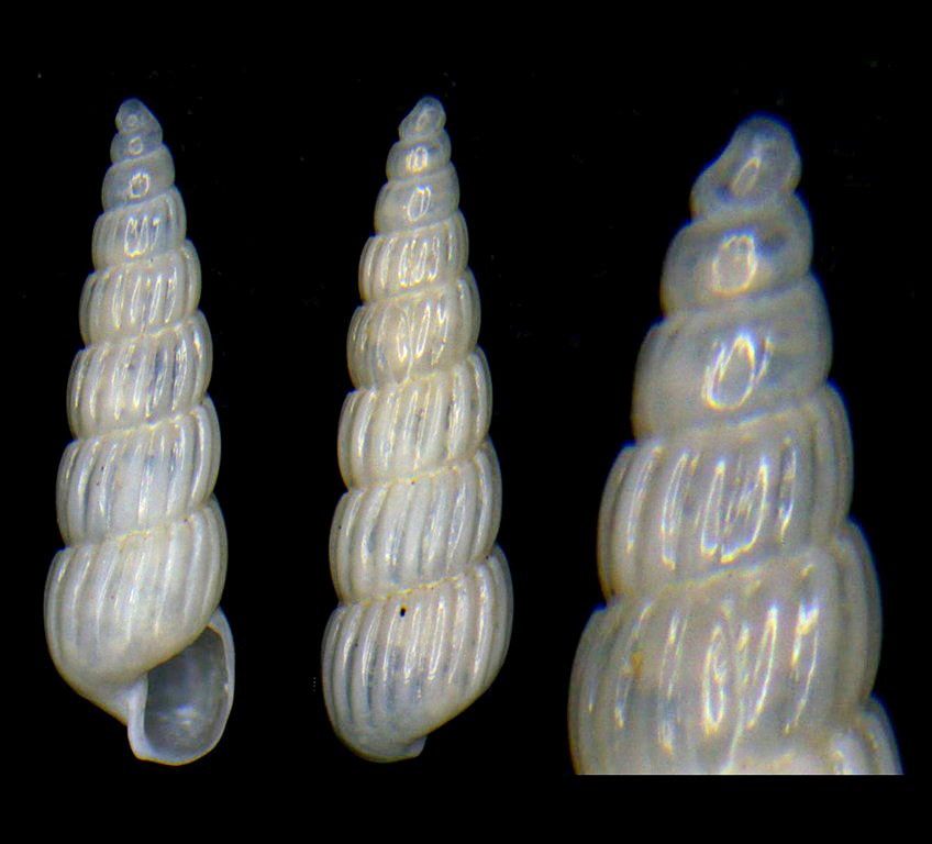 Turbonilla della Tunisia